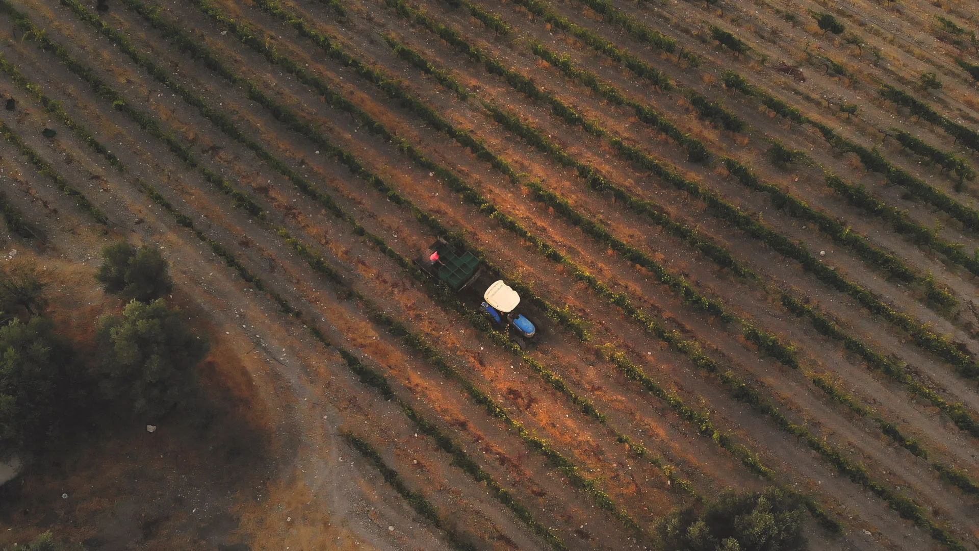 Karnas Vineyards — photo 15