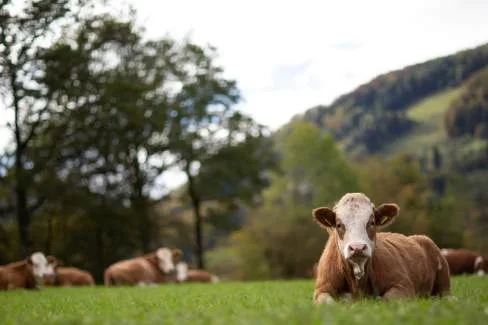 Hueber der Wirt in Bründl, Scheibbs
