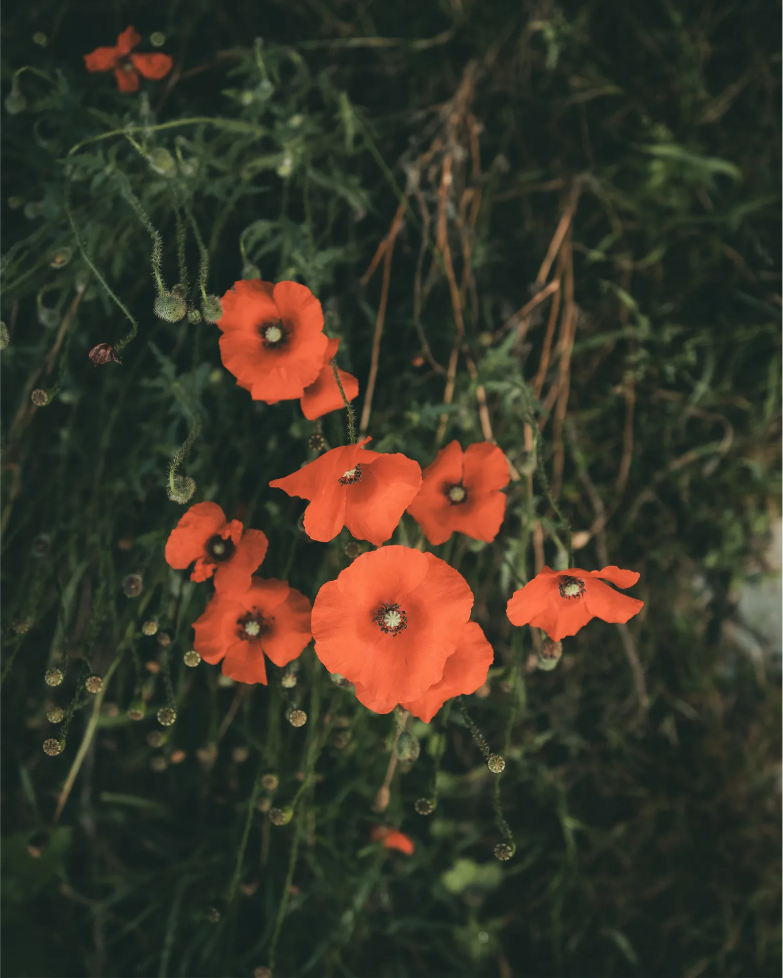 Mondieu — photo 17