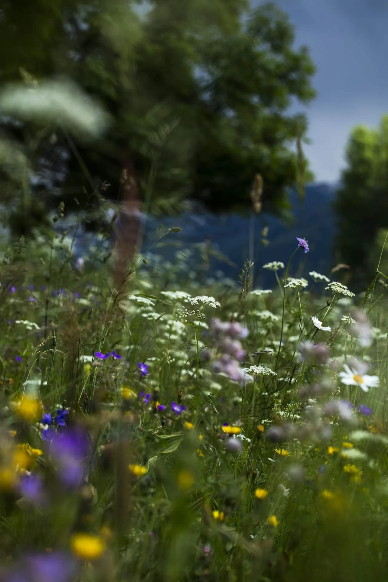 René et Maxime Meilleur — photo 75
