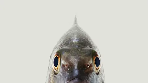 Da Guido, Iesolo