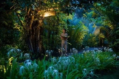 Ficus — photo 14
