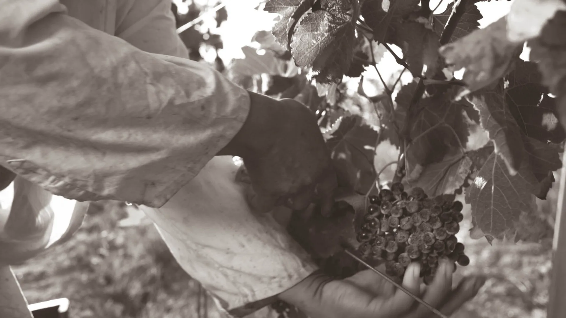 Karnas Vineyards — drink
