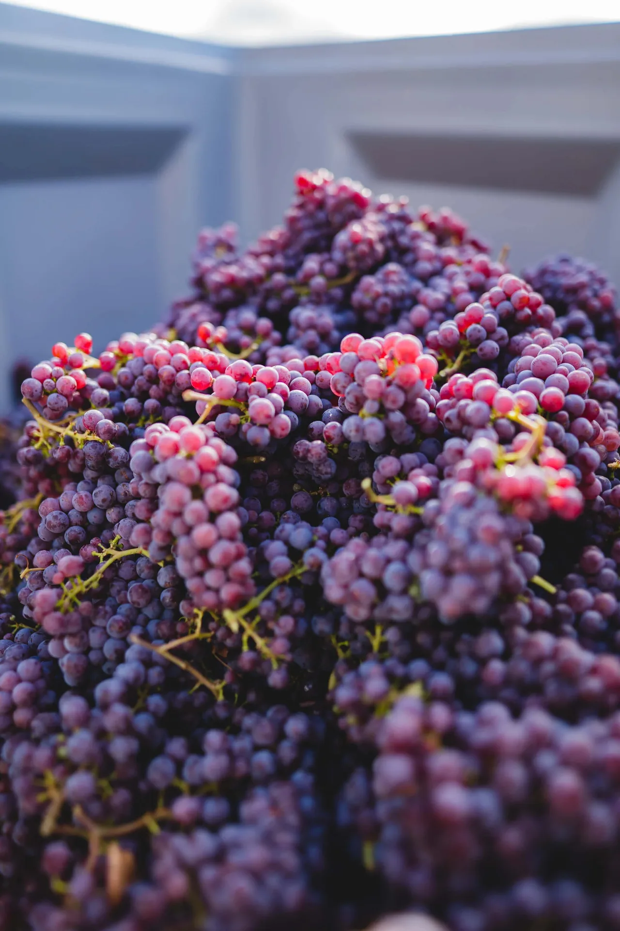 Weingut Weber — photo 44