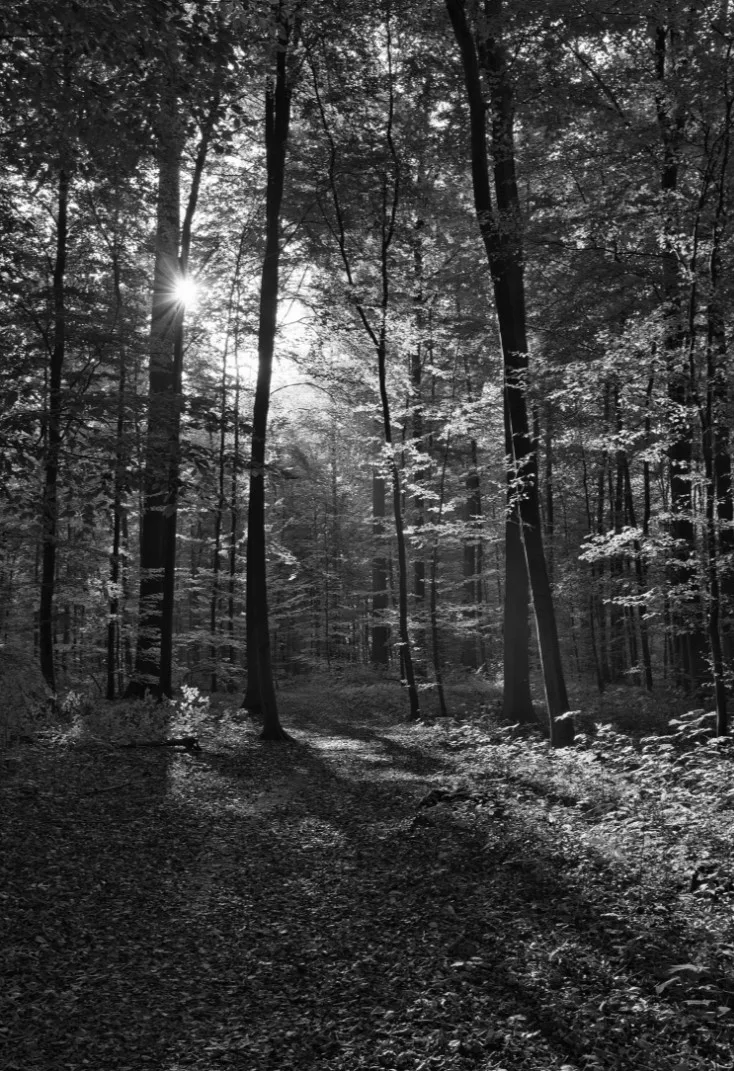 Waldhotel Schinkenwirt — photo 19