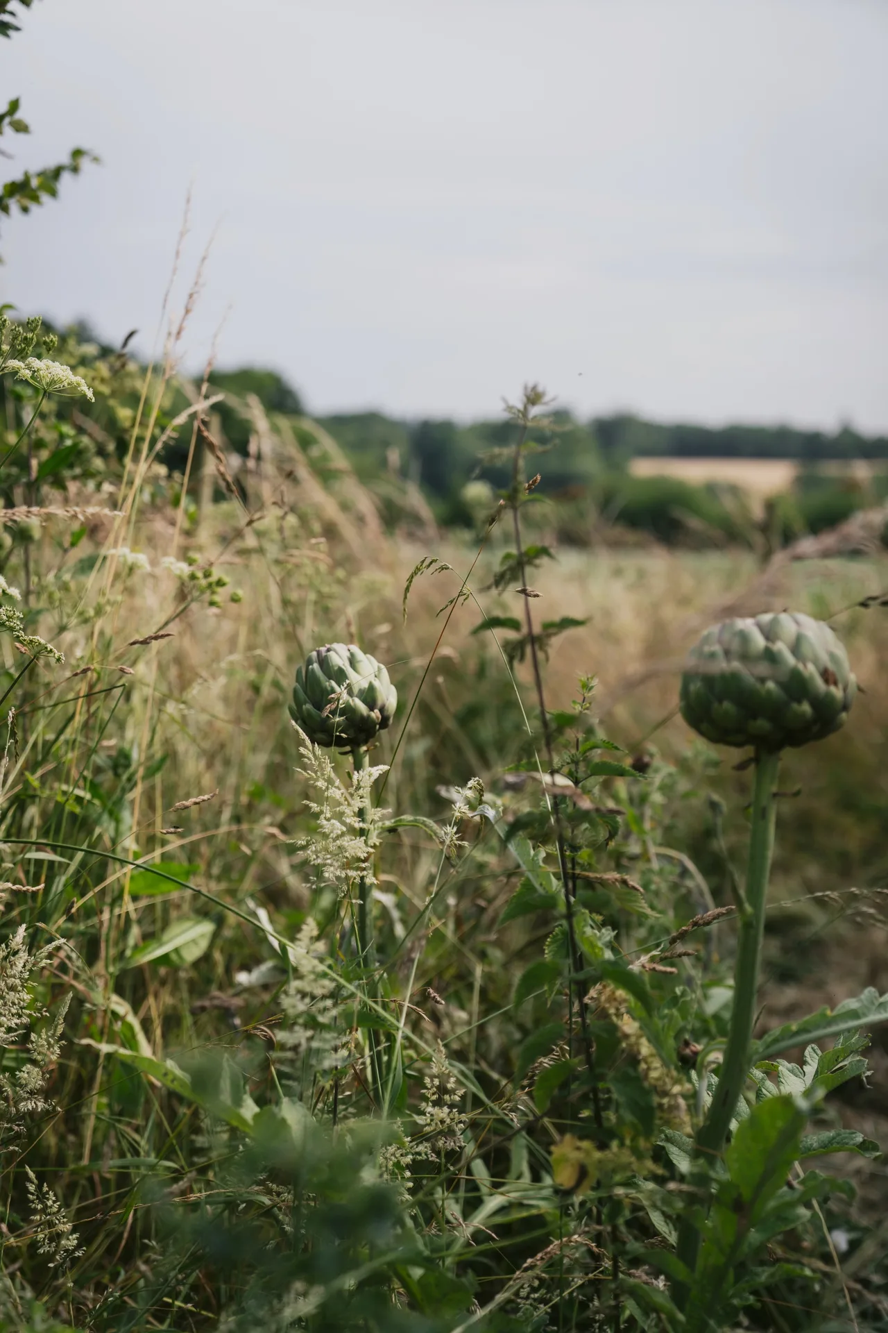 Les Jardins de la Matz — photo 9