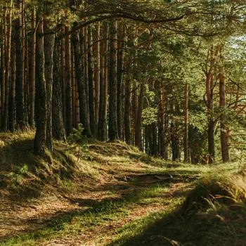 Natur-Landhaus Krone — photo 4