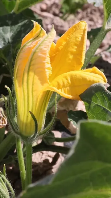 Huerta de Carabana — photo 5