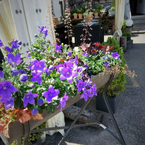 Blume — photo 5