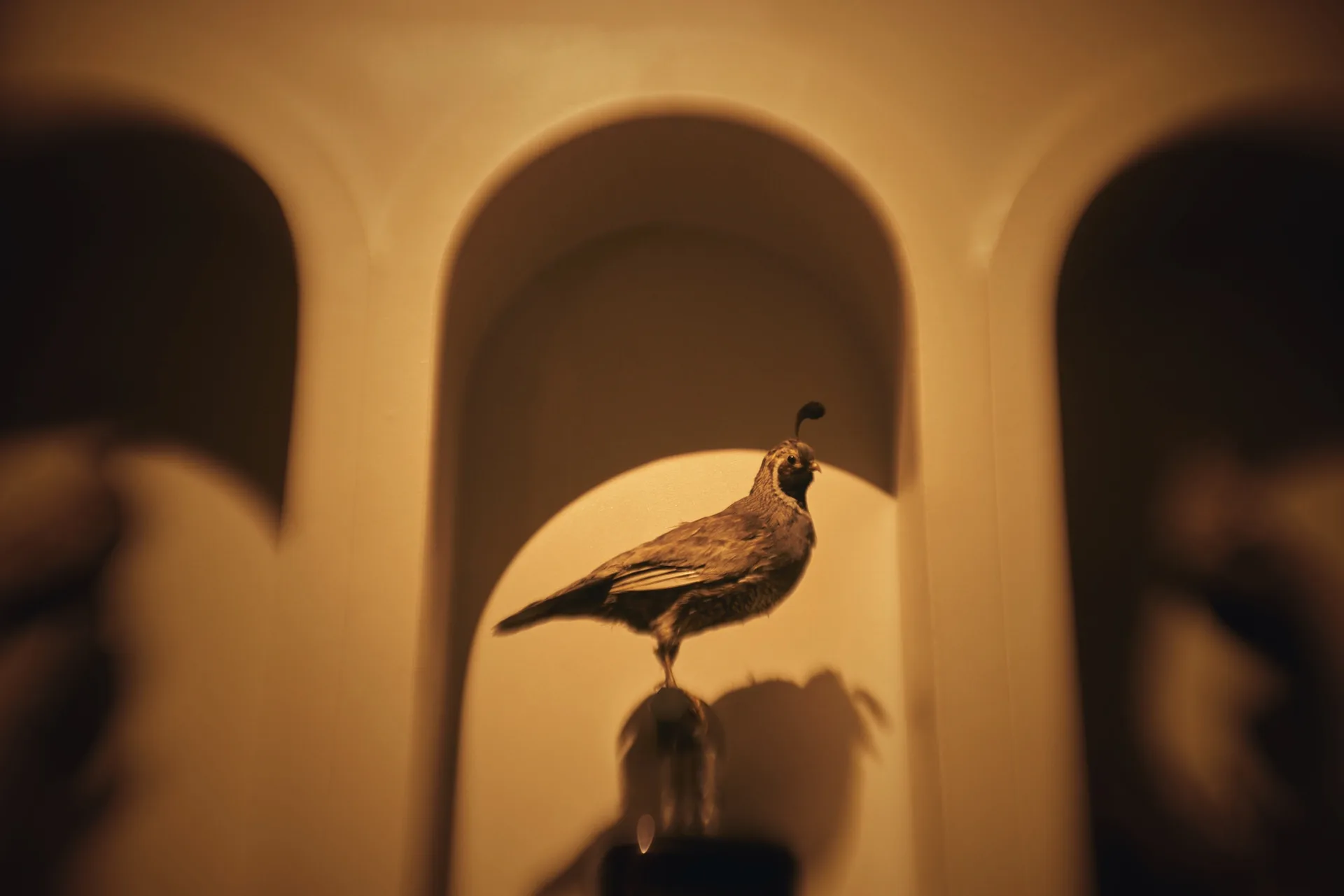 PiDGiN — photo 16