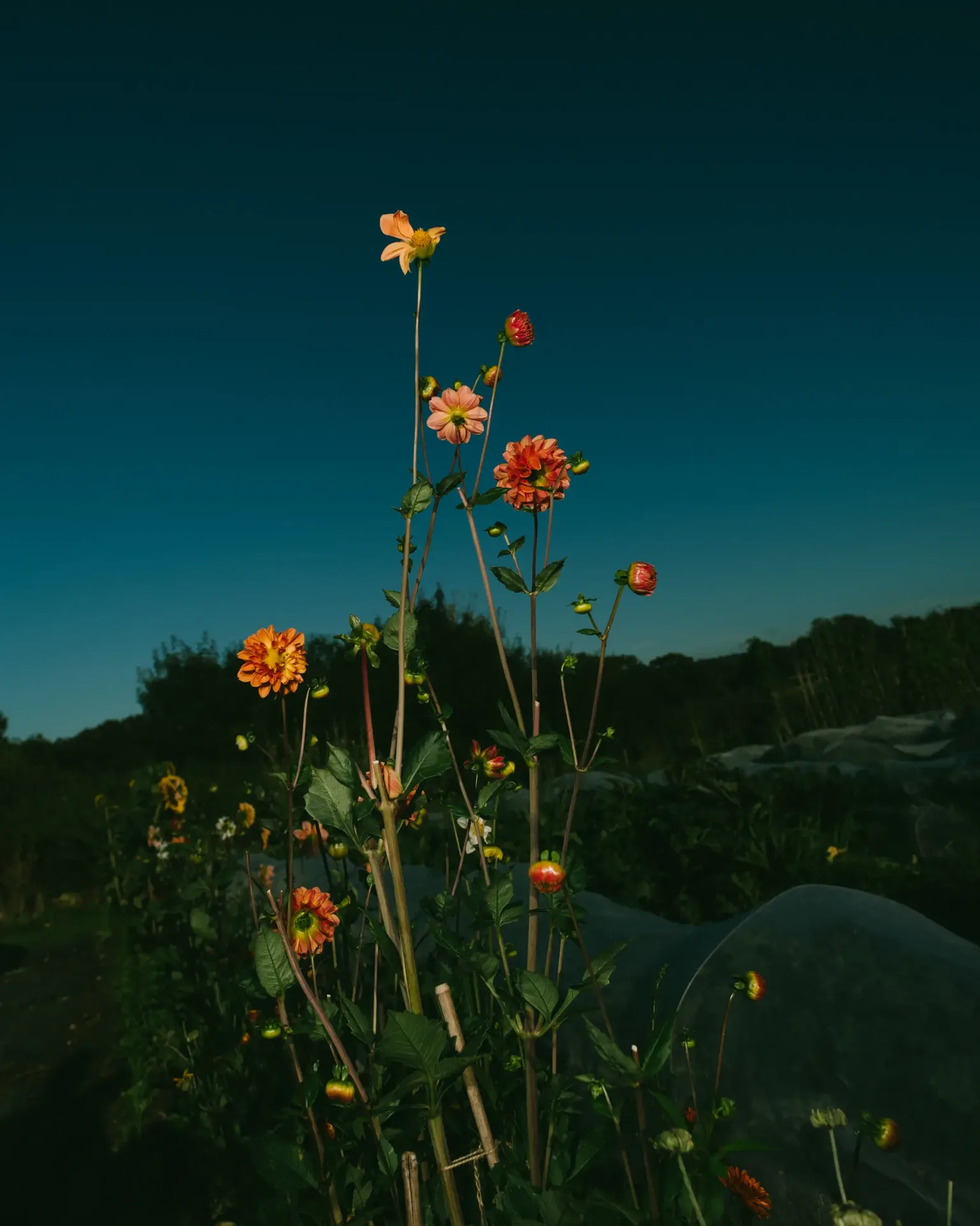 Osip — photo 12
