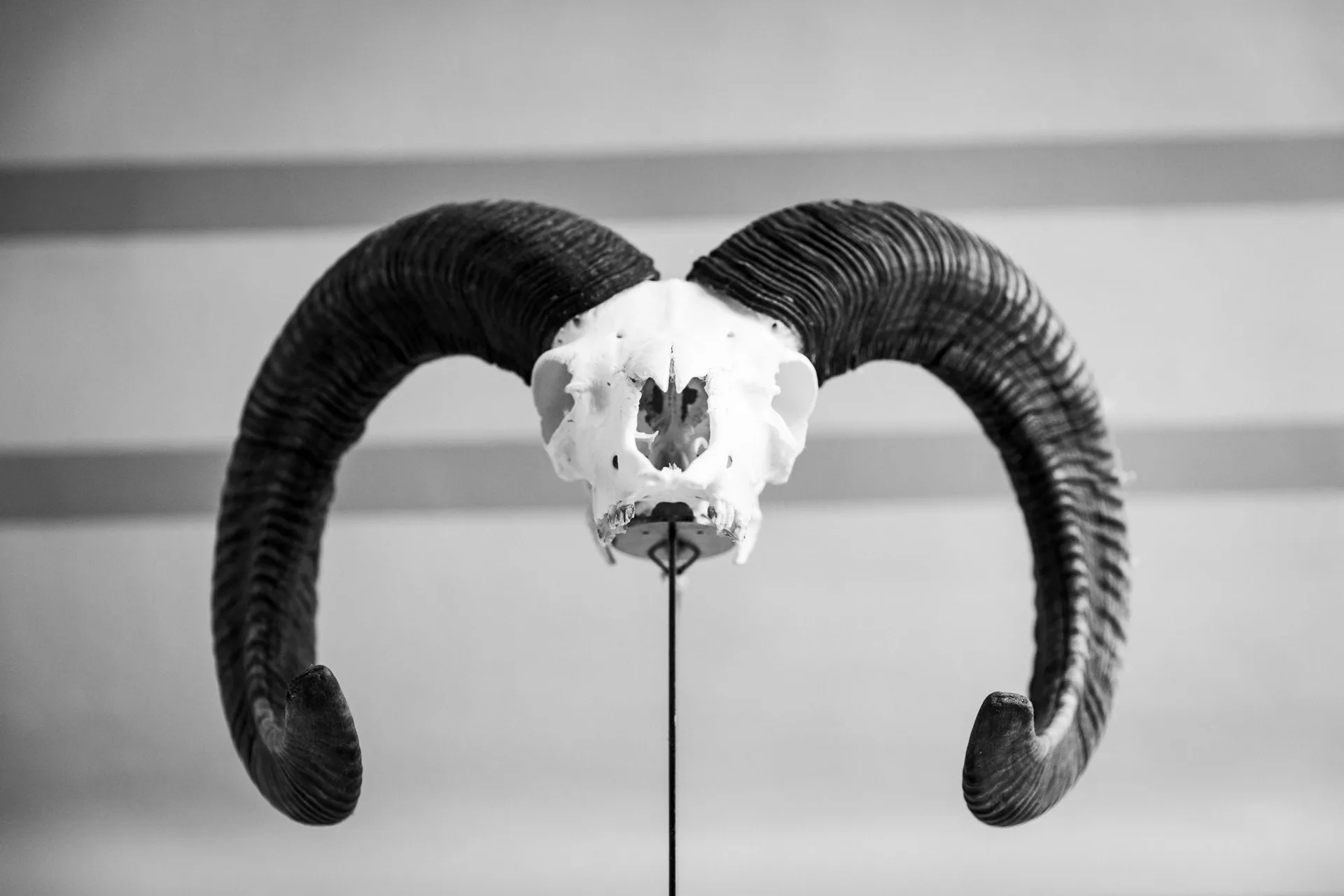 Stern — photo 39