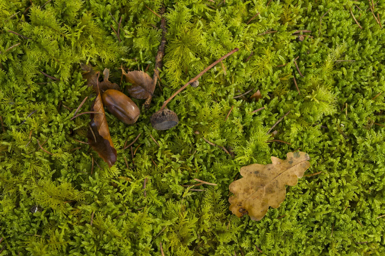 Rau — photo 23