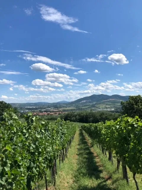 VINARIJA TARPOŠ — photo 10