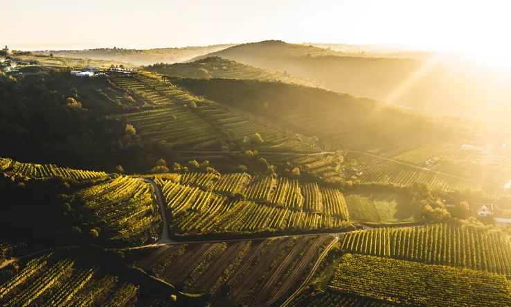 Weingut Nigl — photo 49