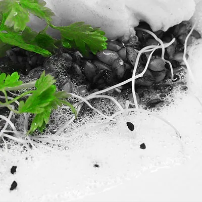 L'Alicanta — food