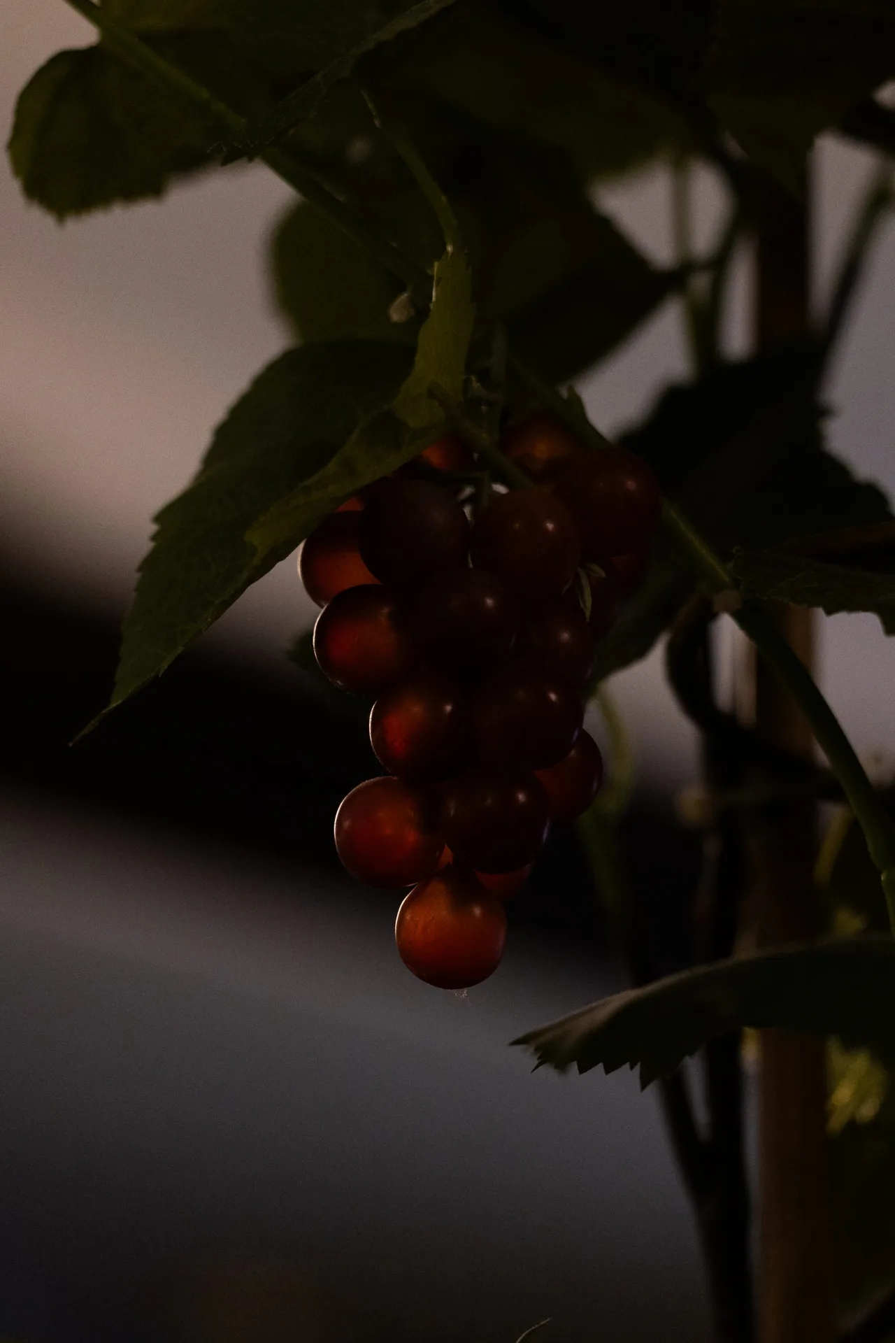 Bellami’s — photo 4