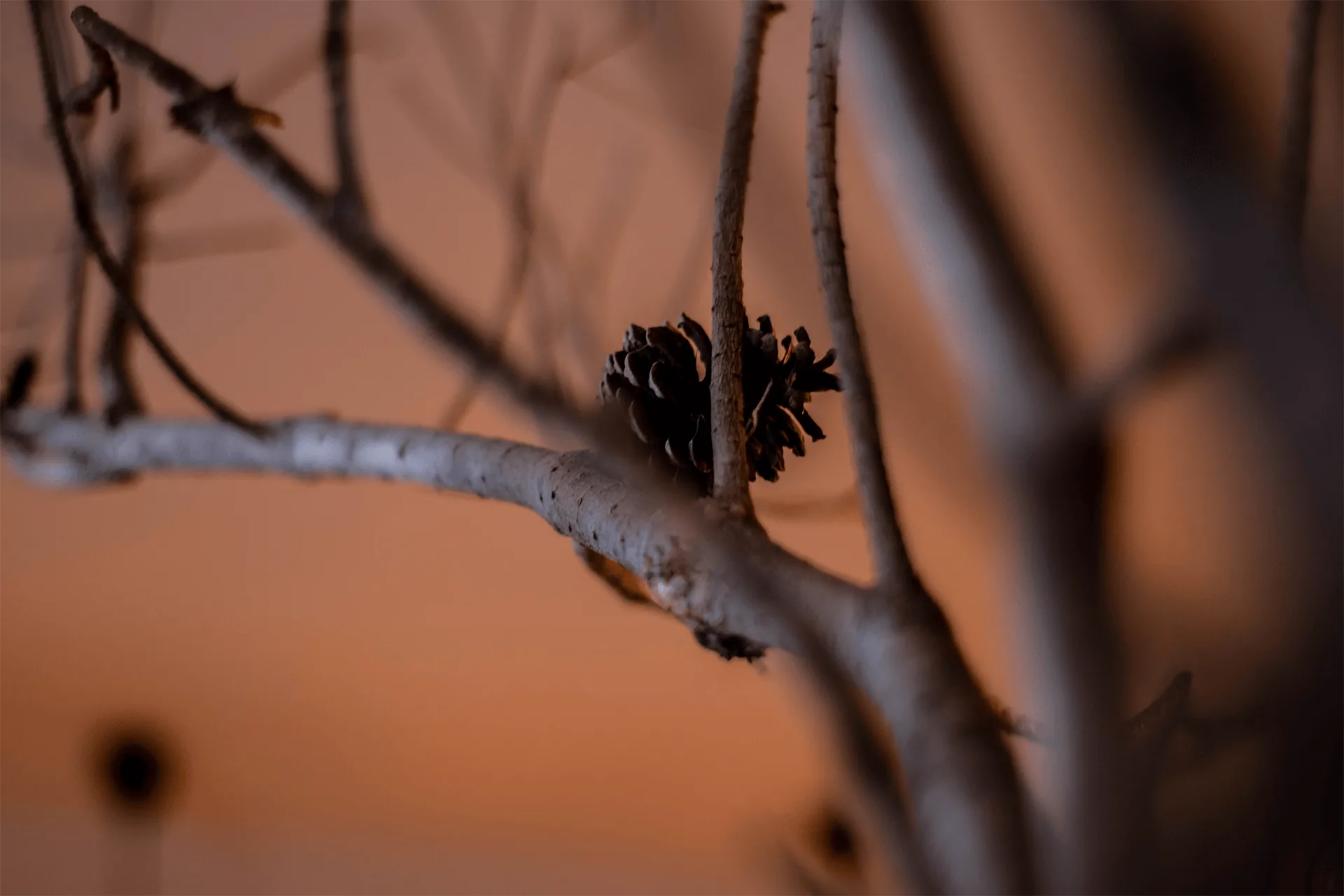 Steki — photo 32