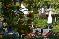 Kininger’s Hirsch — photo 19
