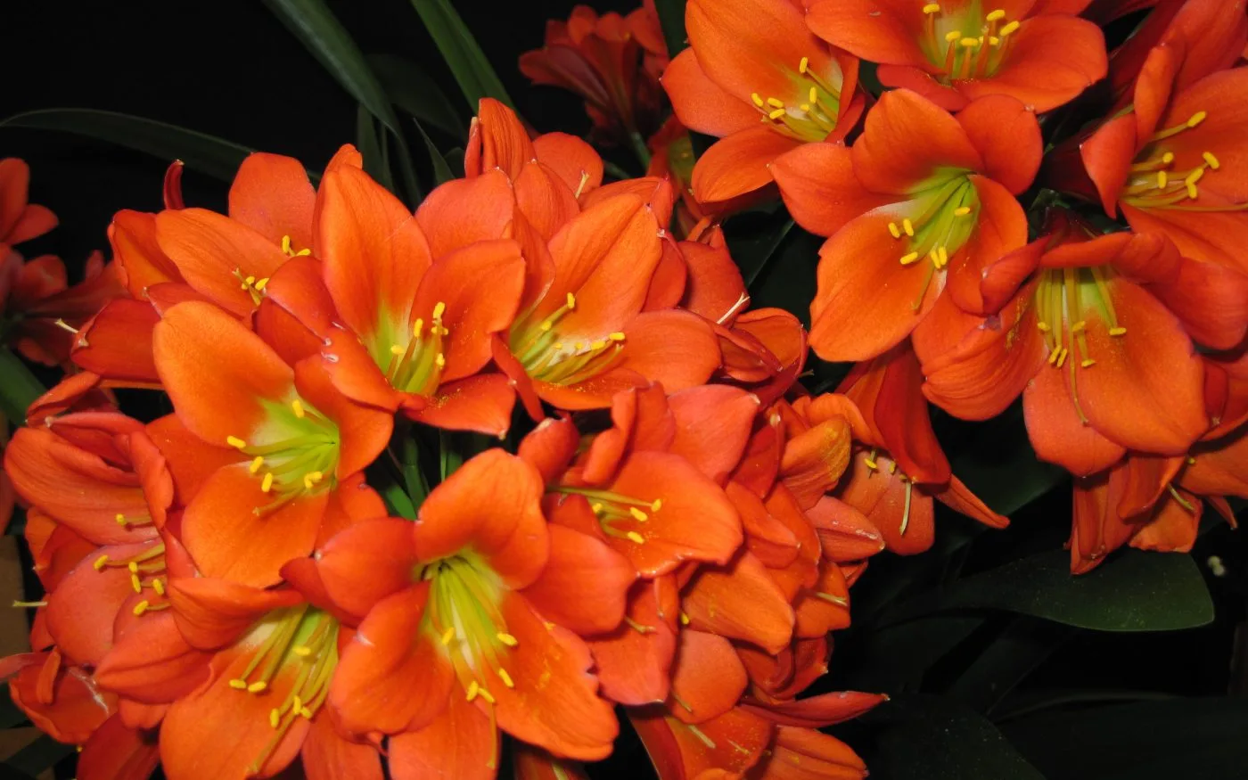 1906 at Longwood Gardens — photo 4