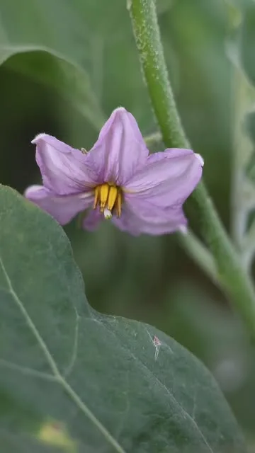 Huerta de Carabana — food