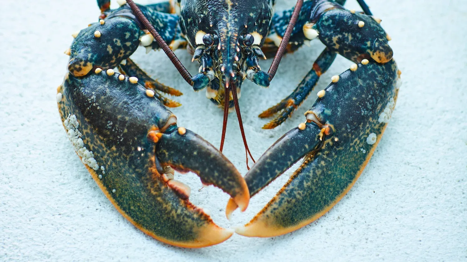The Pescatarian — photo 5