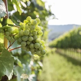 Weingut Nigl — atmosphere
