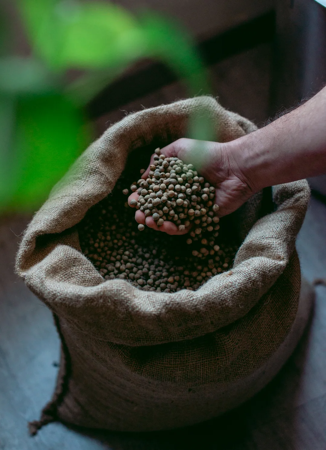 Pois Chiche — photo 11