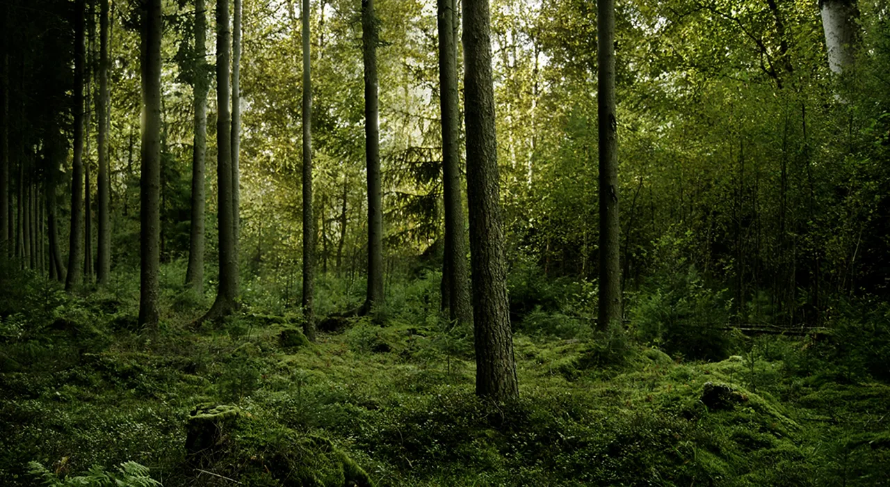 ANIMA — photo 6