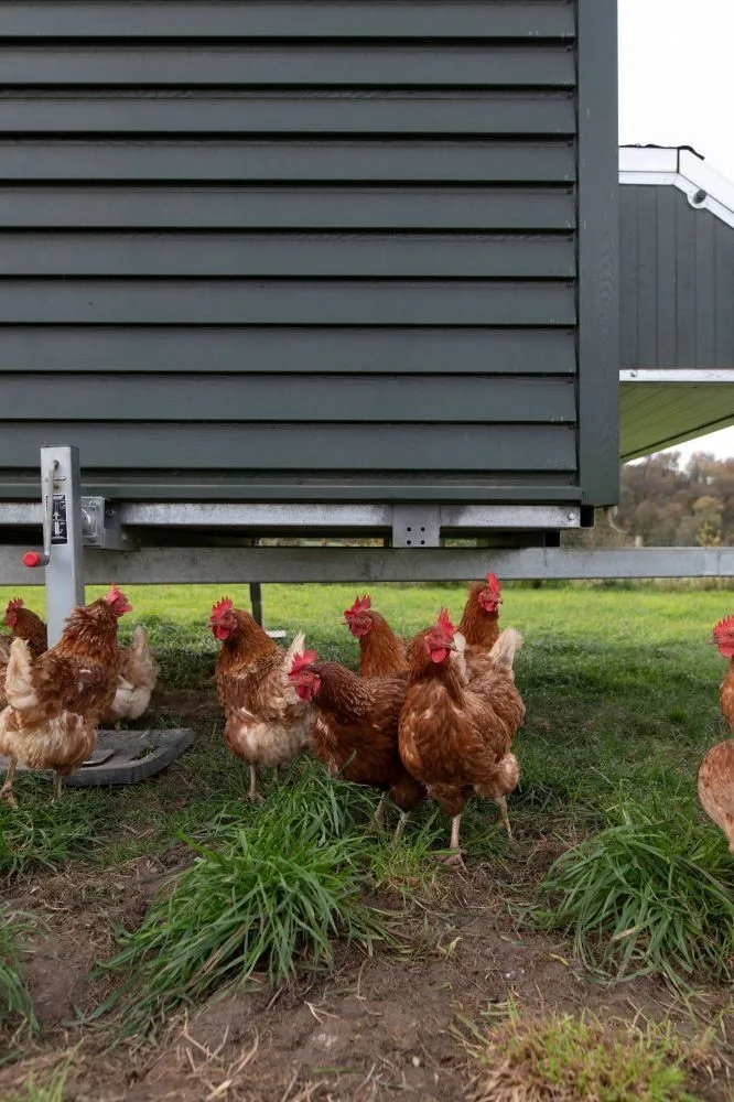 Pollen — photo 41