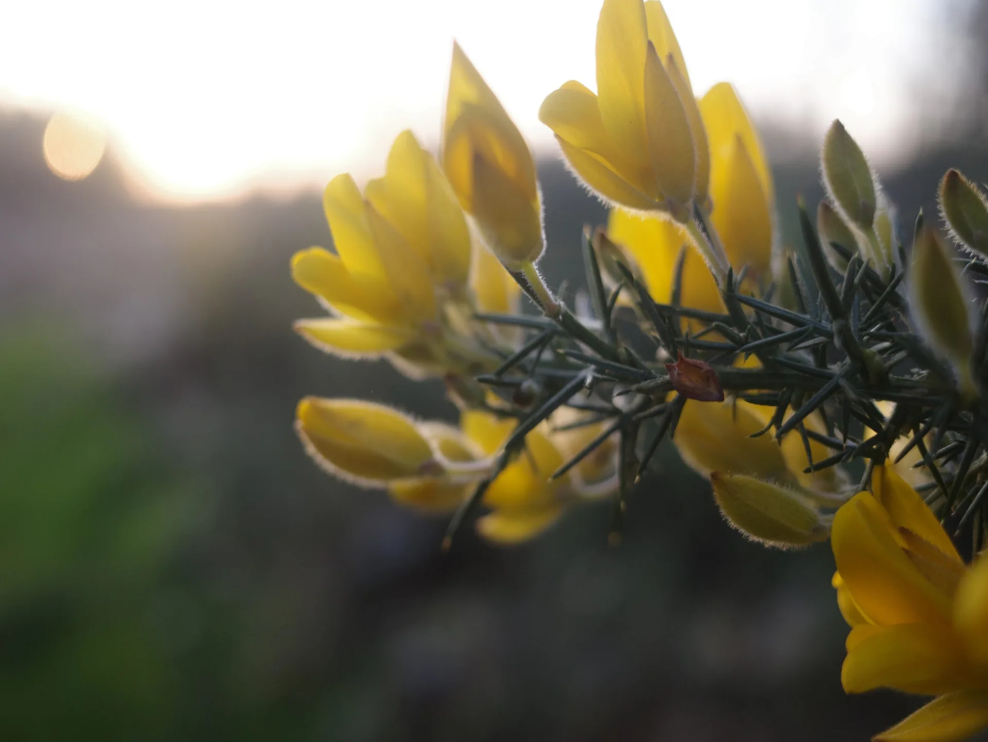 Thyme — food