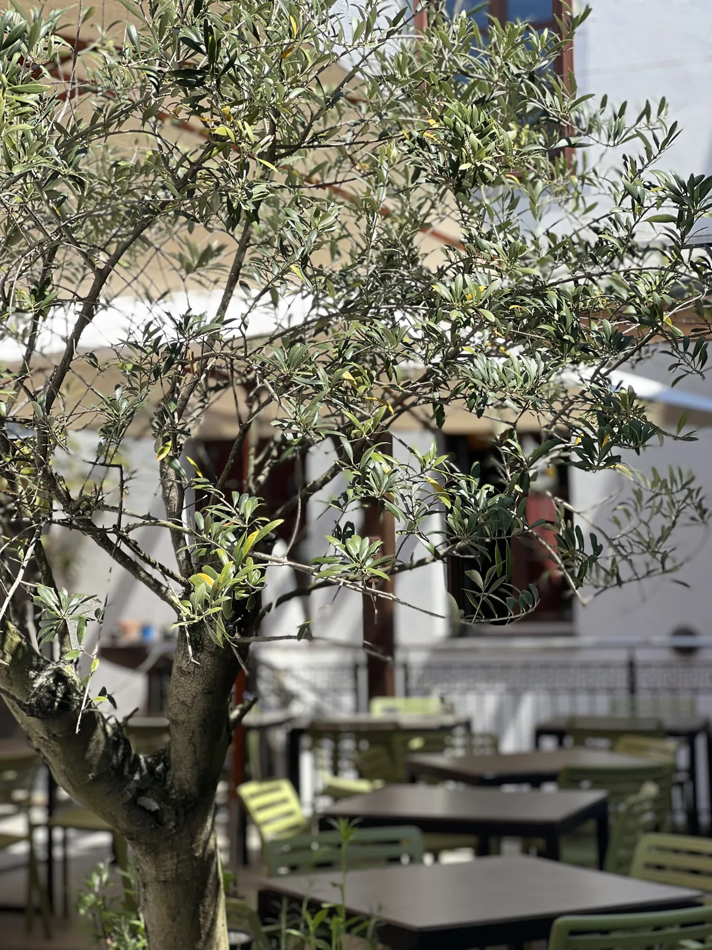Restaurant Muskat — photo 41