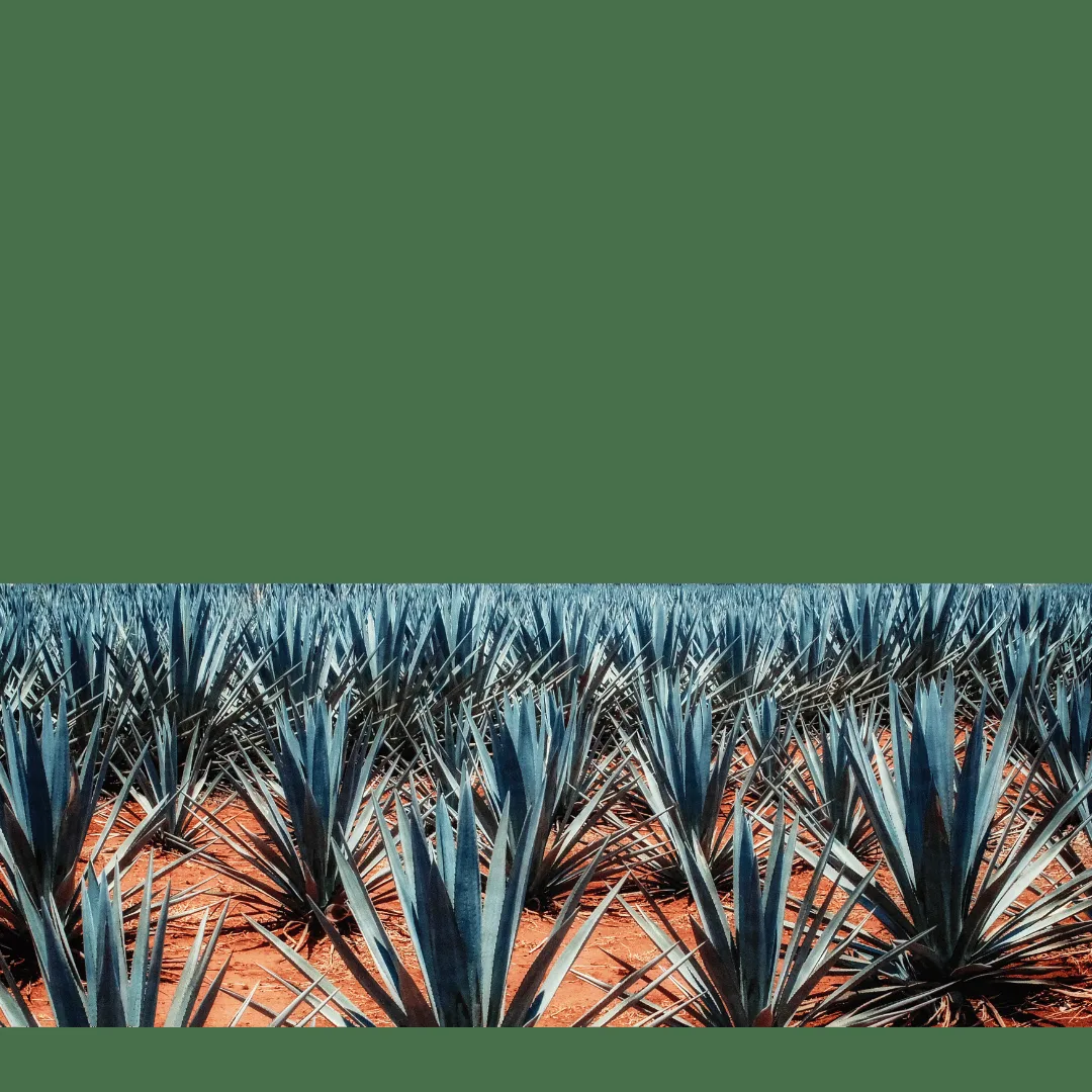 Mezcaleria Alma — atmosphere