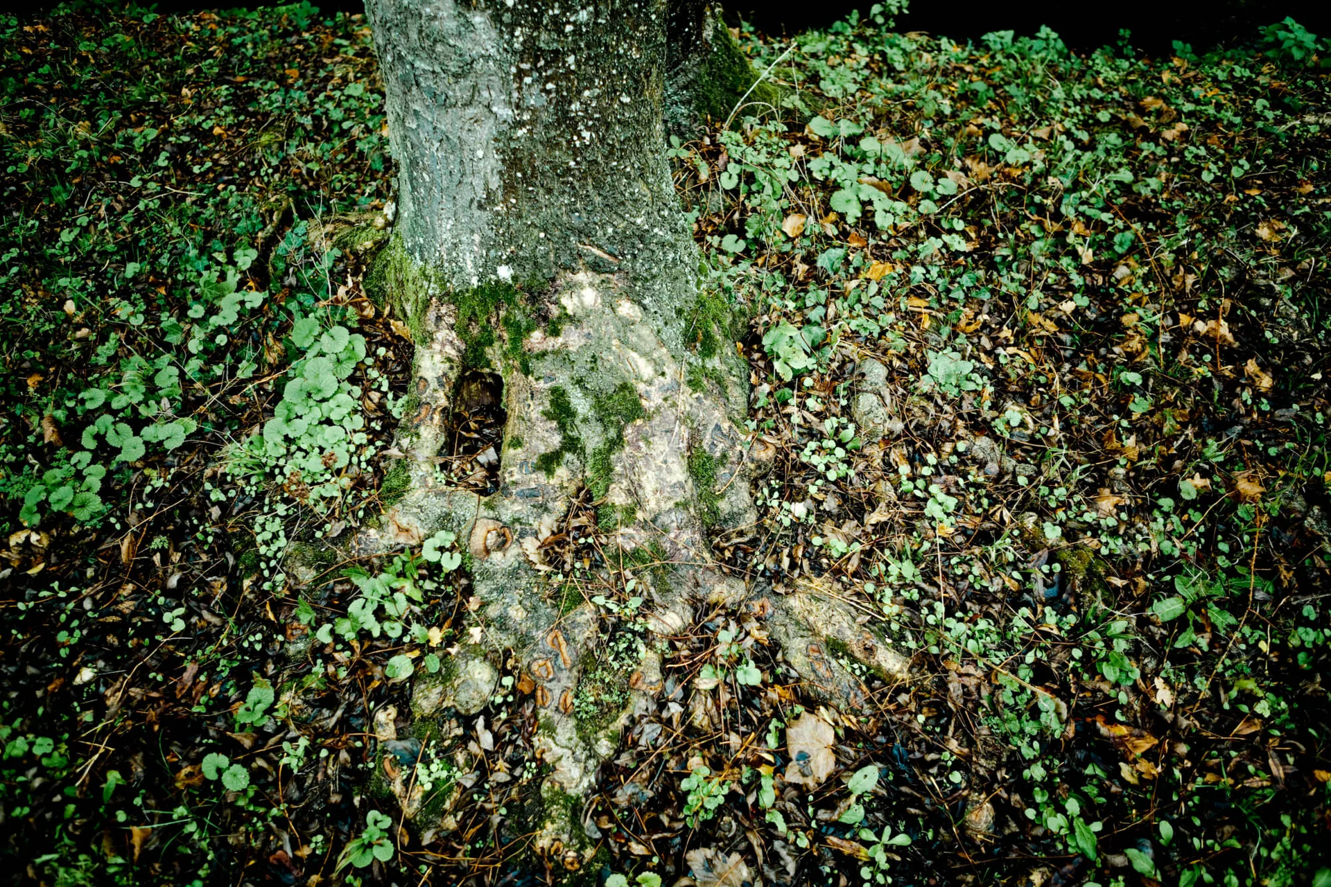 L'Ours — photo 16