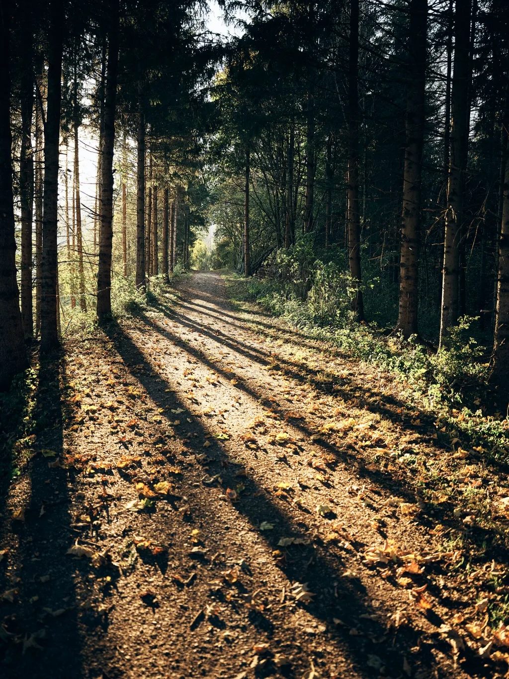 Krenn — photo 67