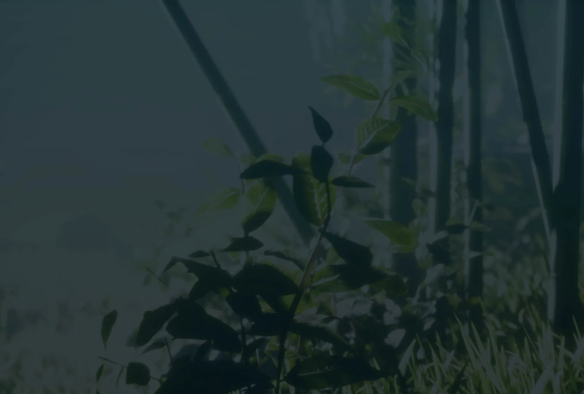 Nintai — atmosphere