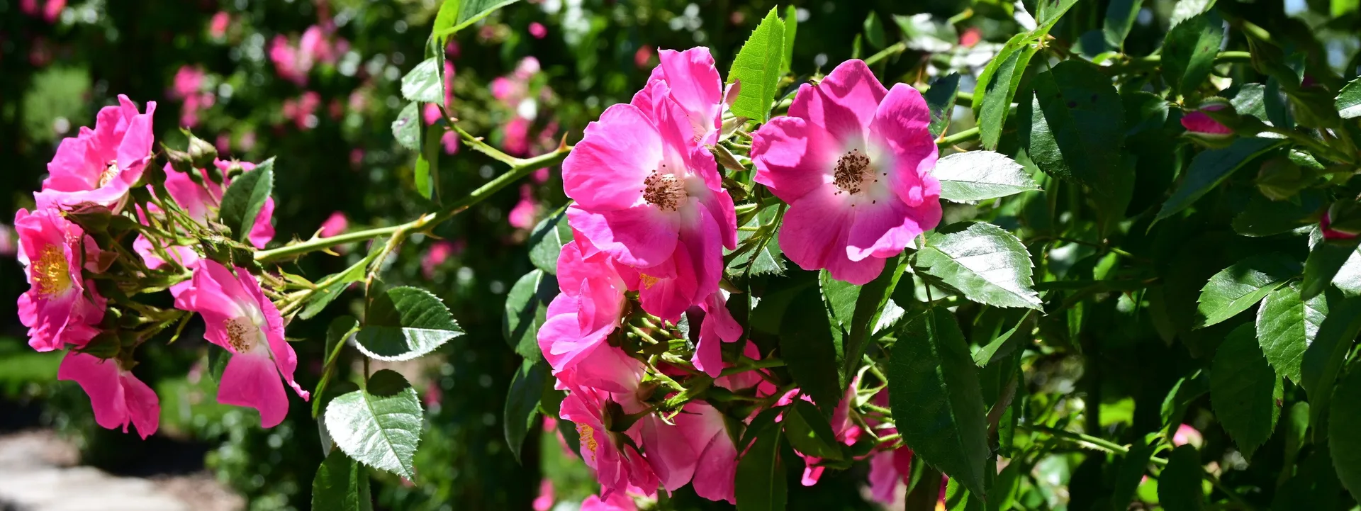 1906 at Longwood Gardens — photo 20