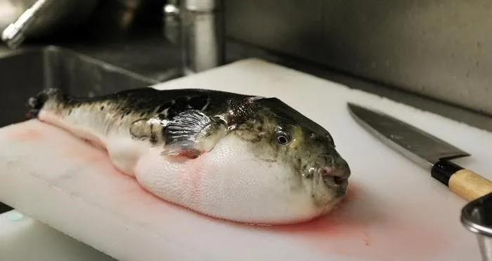 Sushi Sei Autentikus Japán étterem — photo 12