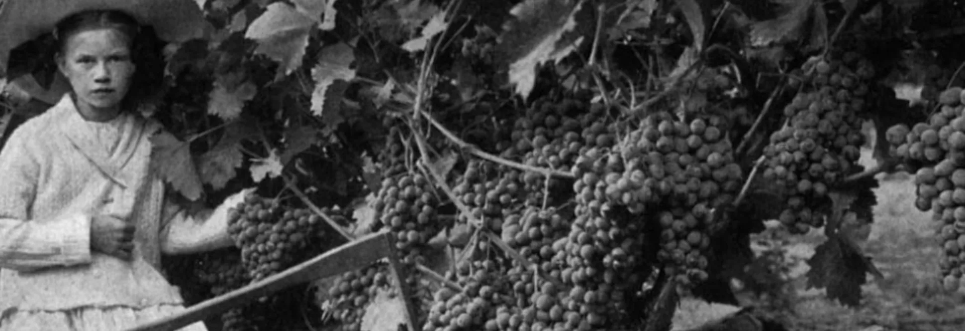Cantinetta Antinori — photo 13