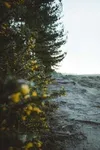 Gorse, Cardiff