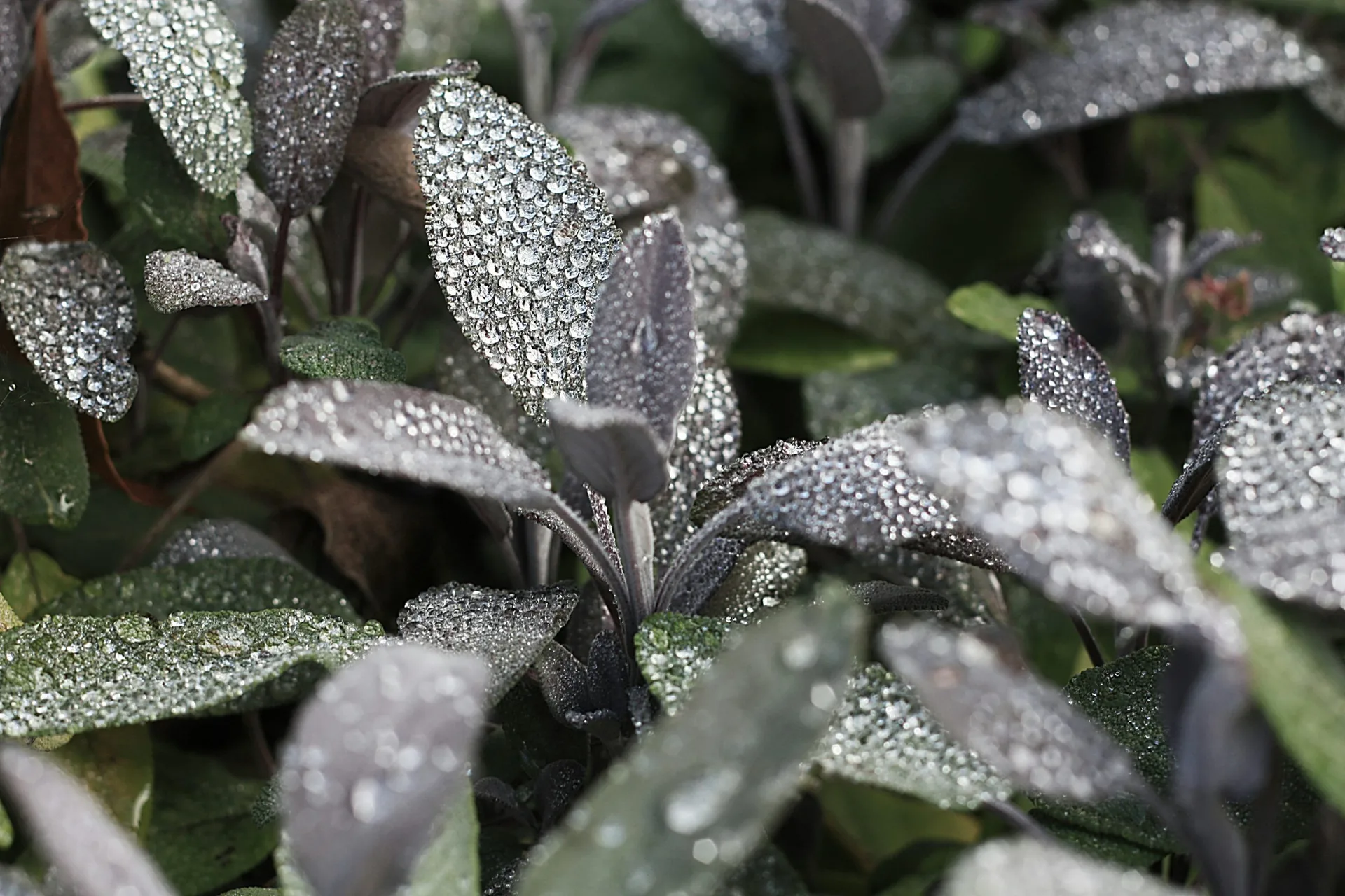 flora. — photo 37