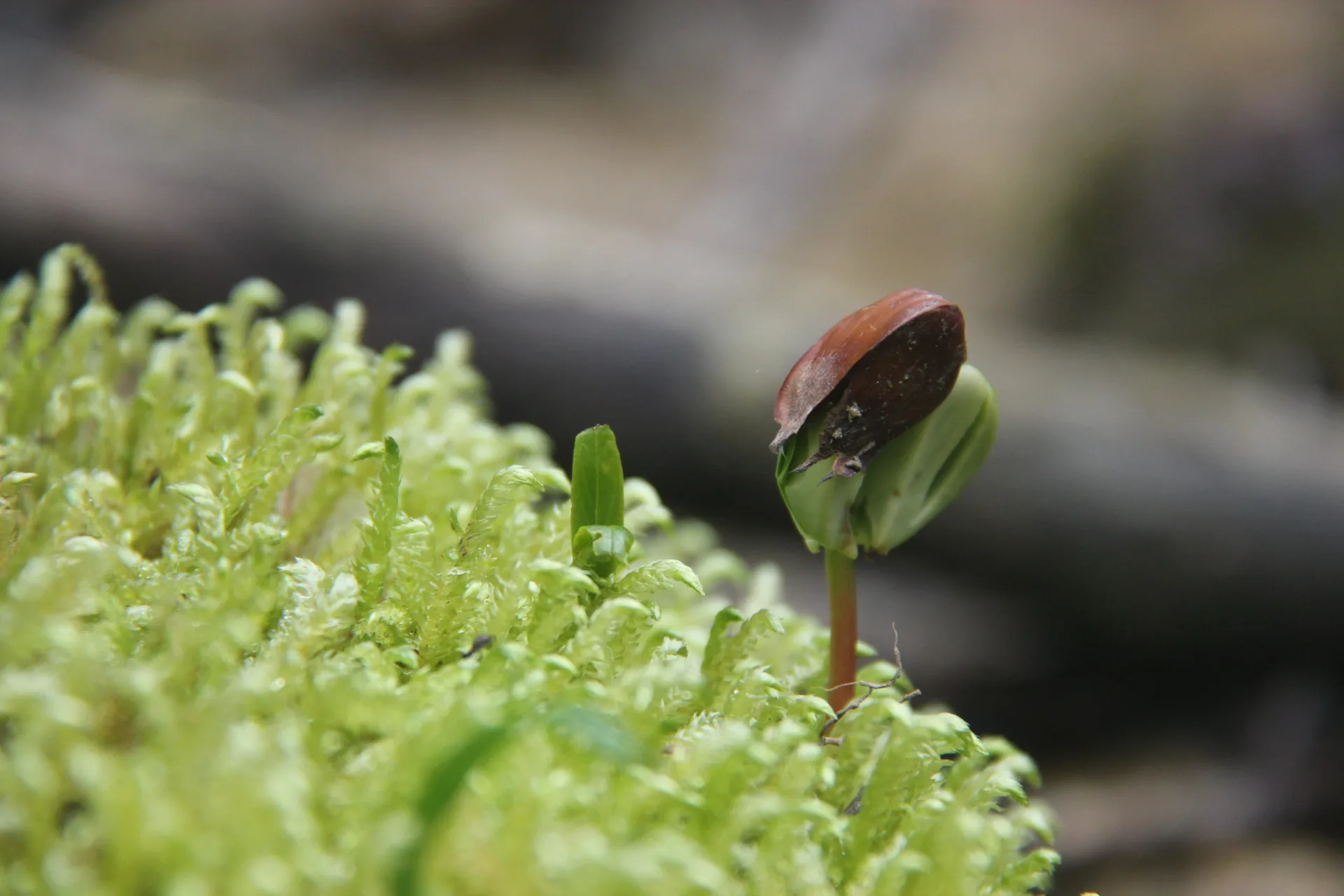 En Pleine Nature — photo 11