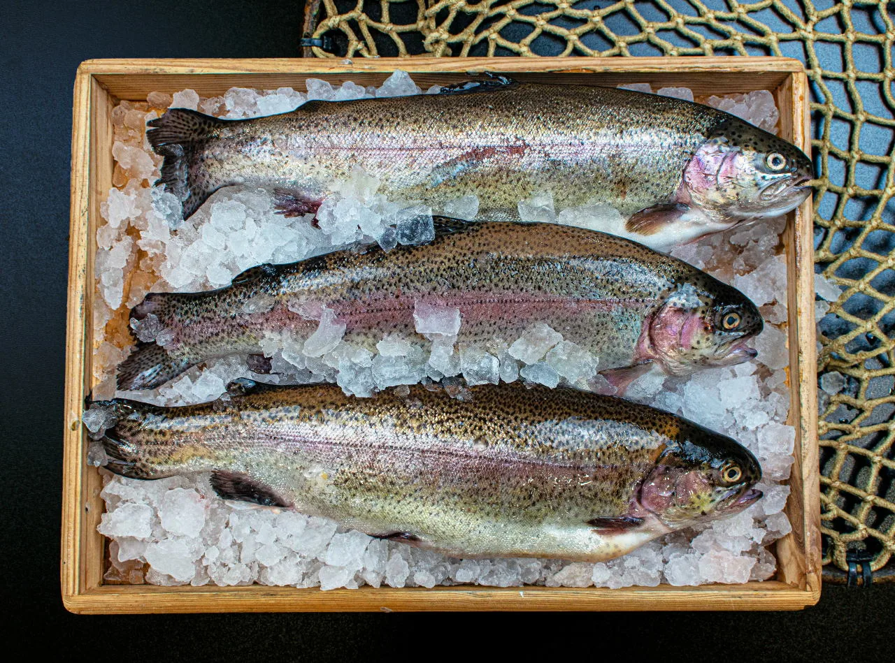Atlantik Fisch — photo 93