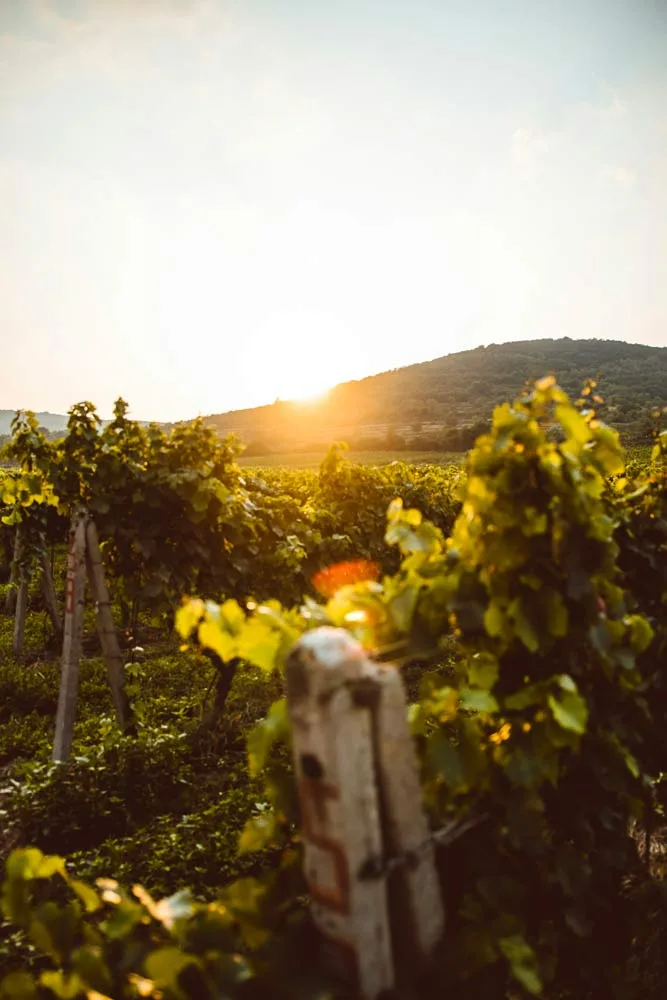 Le Chardonnay — photo 12