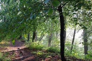 Waldgasthof Buchenhain — photo 10