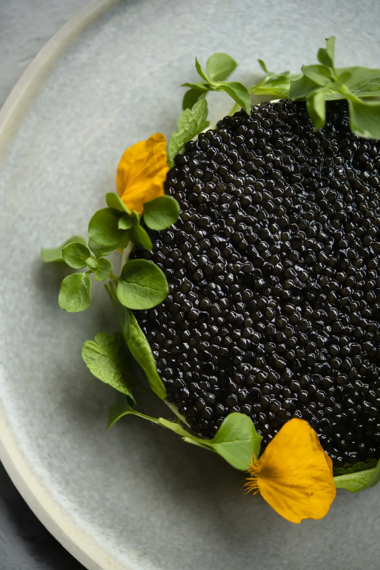 Petrossian — photo 8