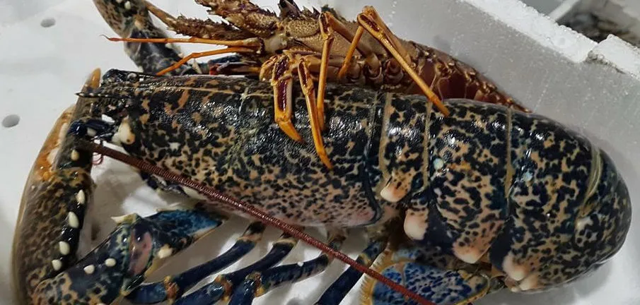 Trattoria del Pesce — food