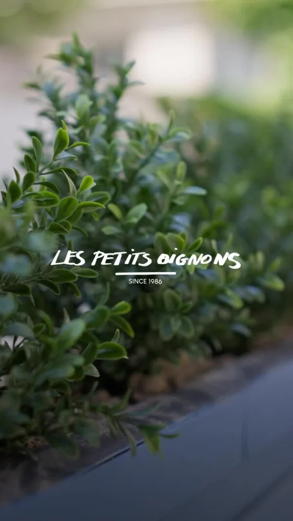 Les Petits Oignons — photo 7