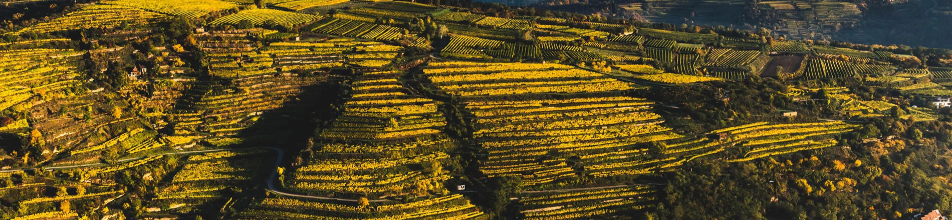 Weingut Nigl — photo 46