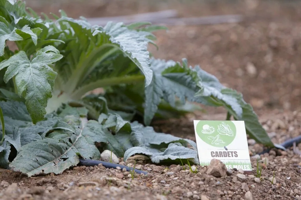 Les Moles — photo 22